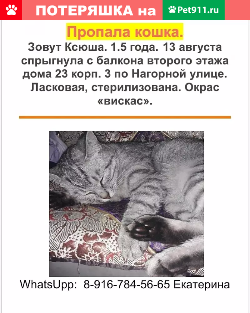 Пропала кошка на Нагорной, 23к3 | Pet911.ru