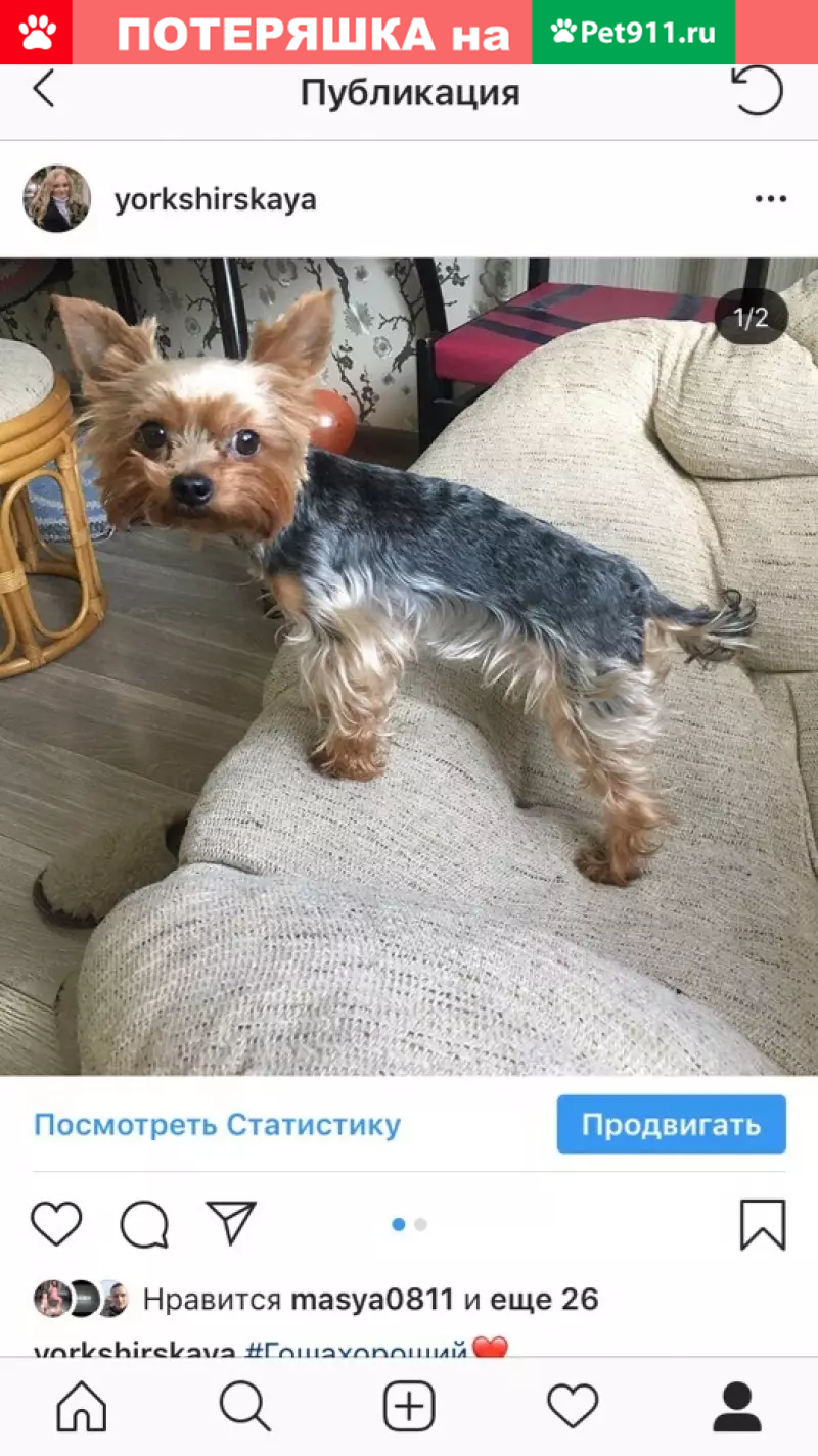 Пропала собака Йорк Гоша на Молдагуловой, Вешняки | Pet911.ru