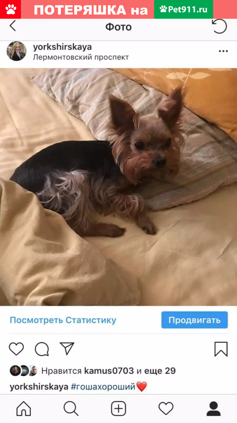 Пропала собака Йорк Гоша на Молдагуловой, Вешняки | Pet911.ru