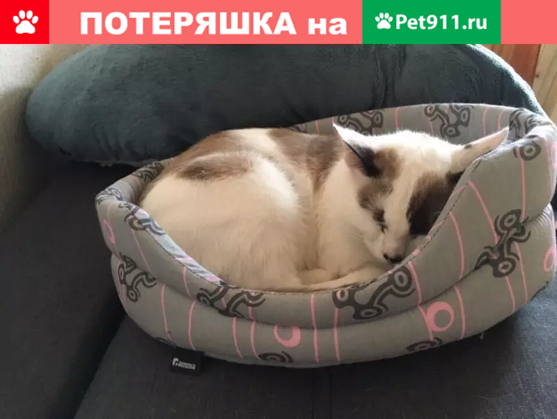 Пропал кот на ул. Скобелевской, Москва - photo