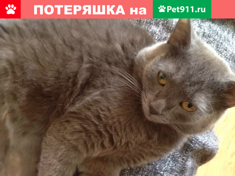 Пропал кот на улице Строителей 109, вознаграждение 5000 рублей! - photo