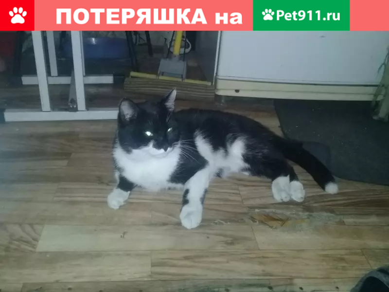 Пропала кошка в поселке Приморском (МОС), помогите найти! - photo