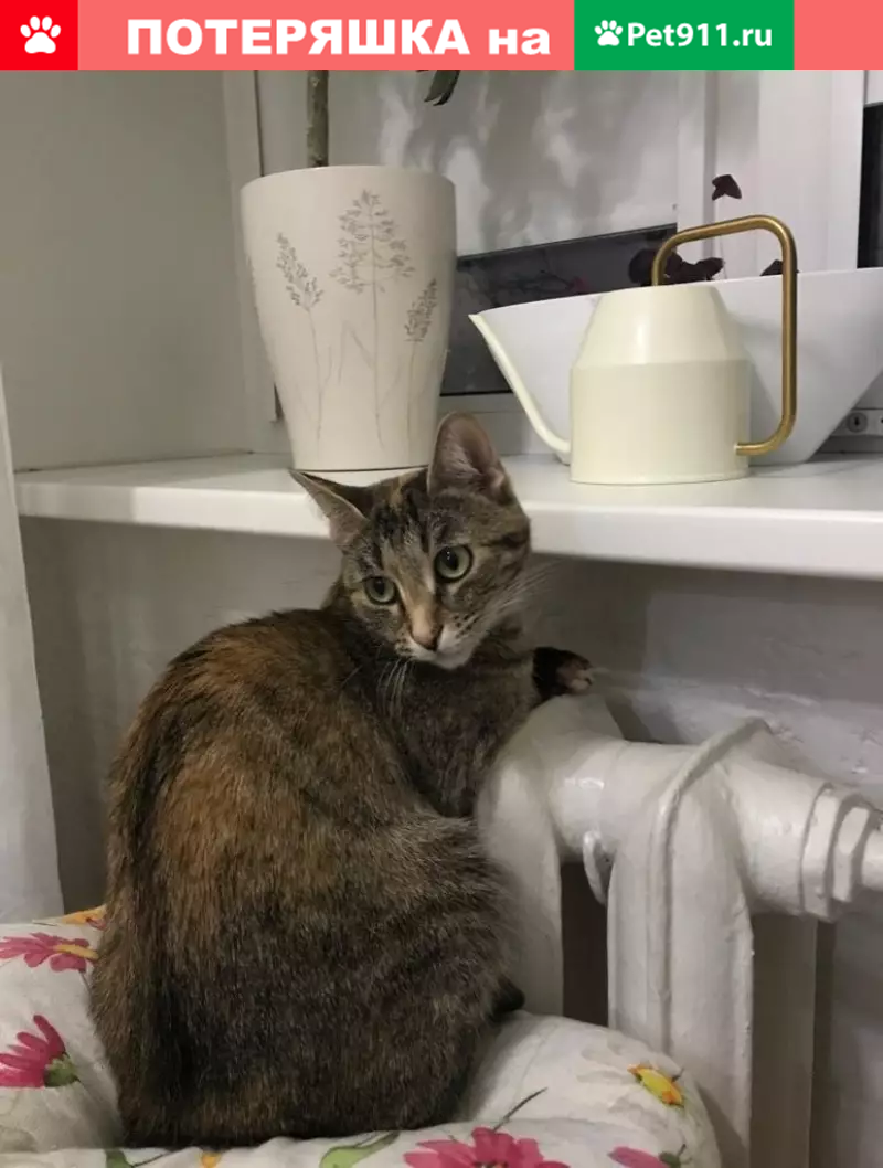 Пропала кошка Кшечка, адрес: Москва, Елизаветинский переулок. - photo