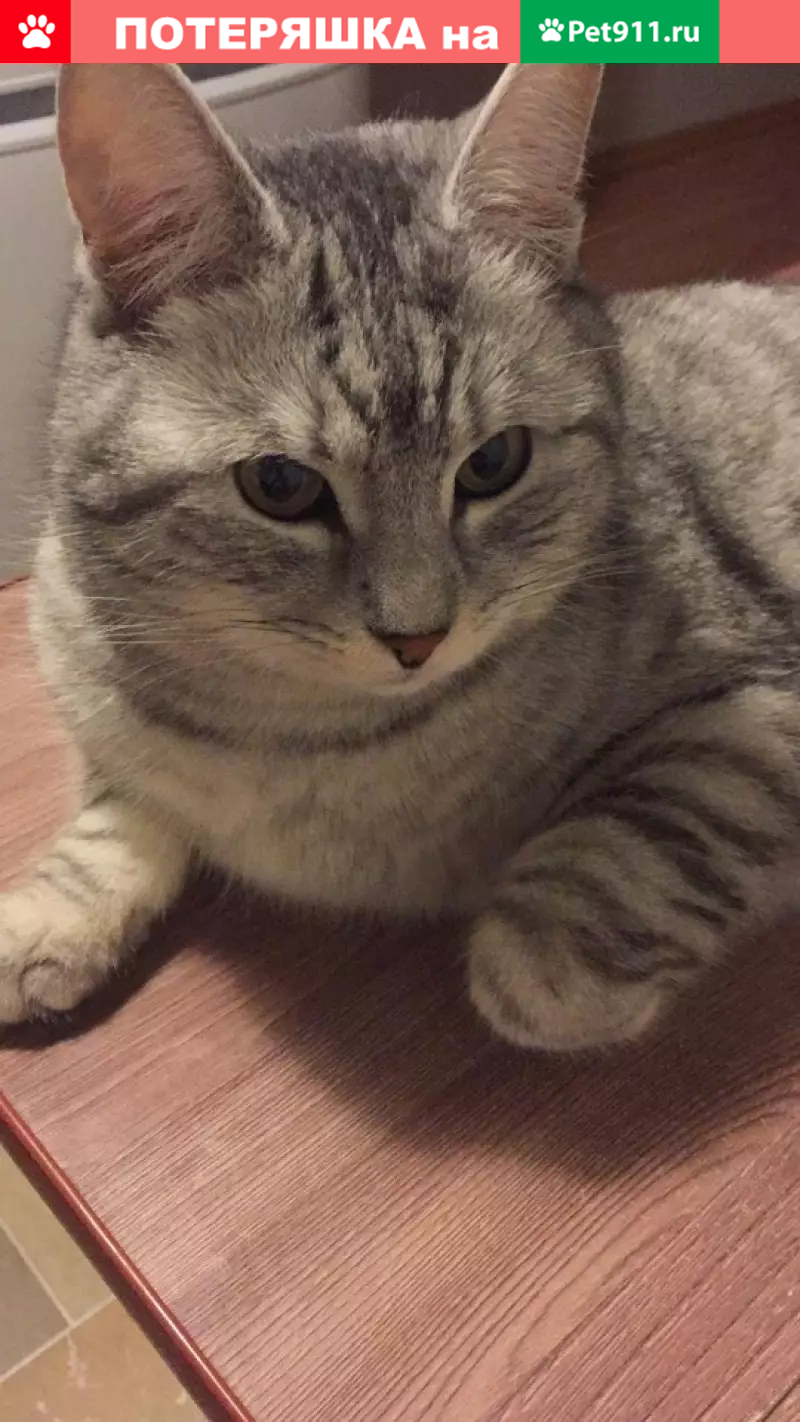 Пропал кот Косик в Москве, вознаграждение! - photo