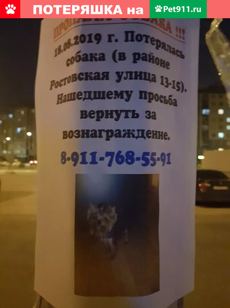 Пропала собака в Шушарах, СПб, Ростовская 13-15 | Pet911.ru