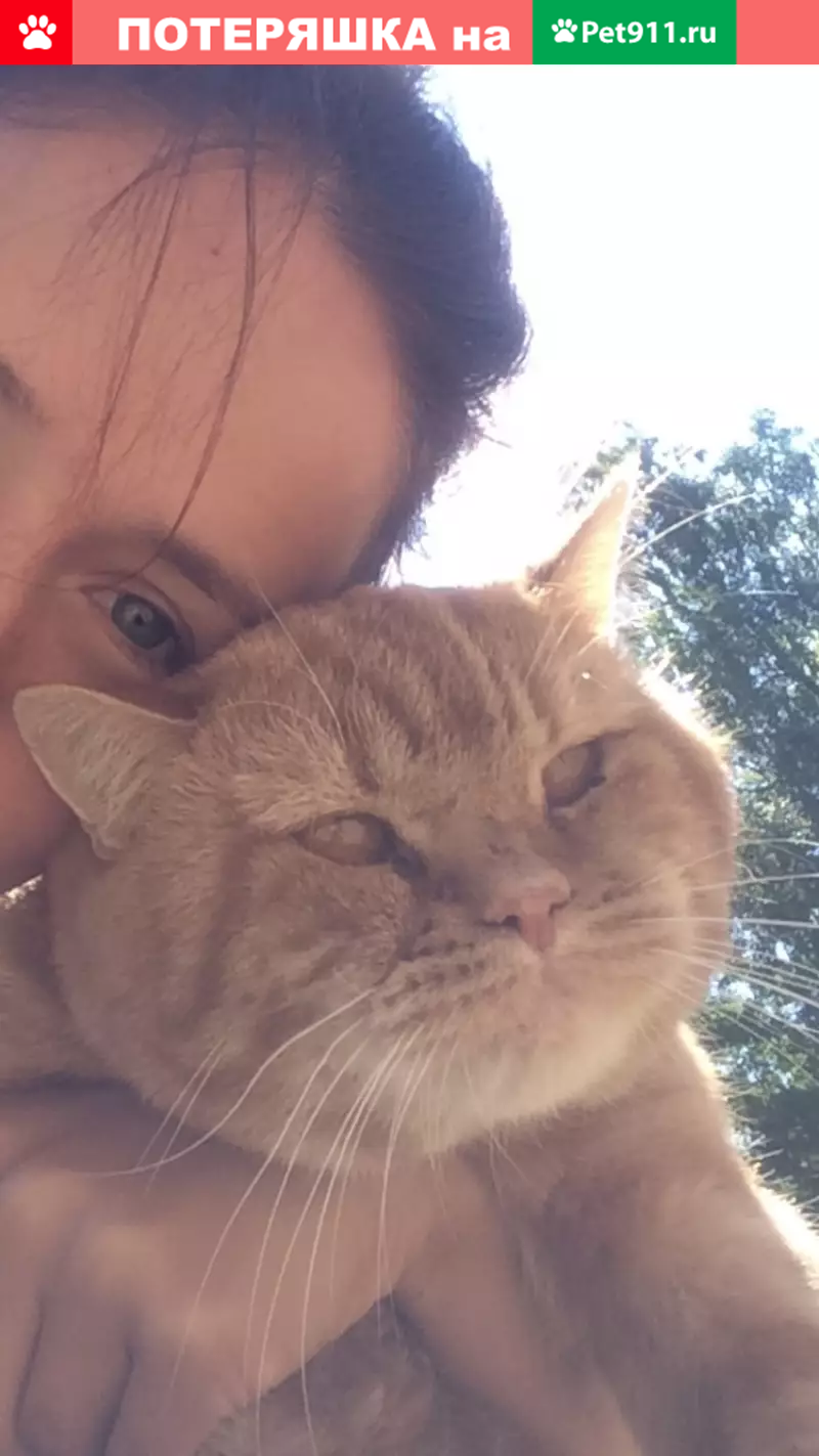 Пропала рыжая кошка в деревне Кобона, Ленобласть - photo