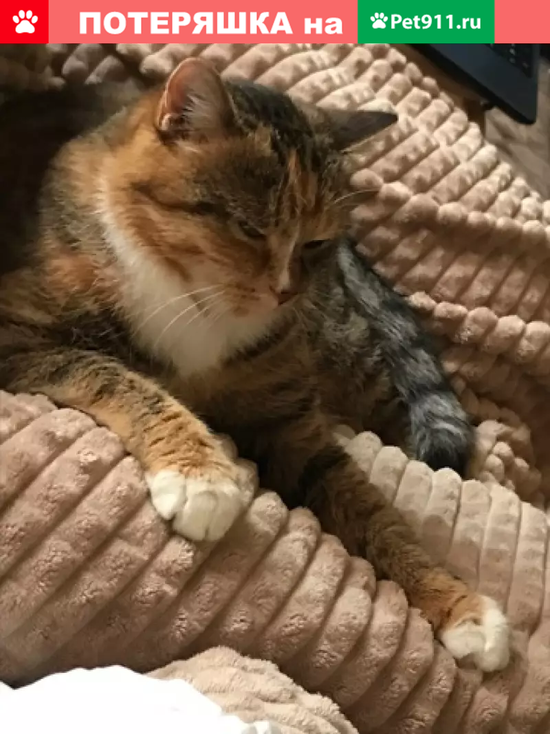 Пропала кошка на ул. Берзарина 19, Хорошево-Миневский р-н. - photo