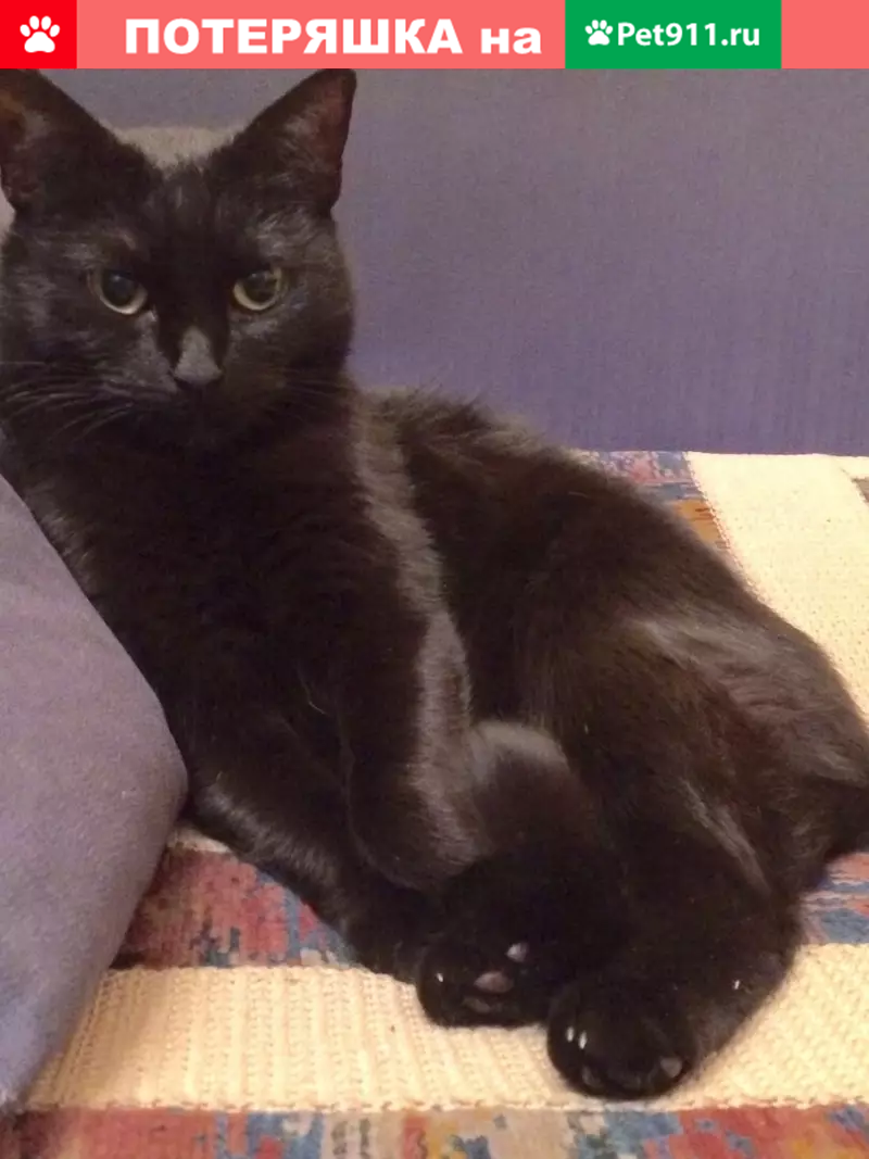 Пропала кошка в Кировском районе, д. Кобона - photo