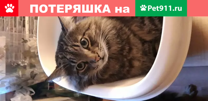 Пропала кошка Скай на ул. Ставропольская 7Б | Pet911.ru