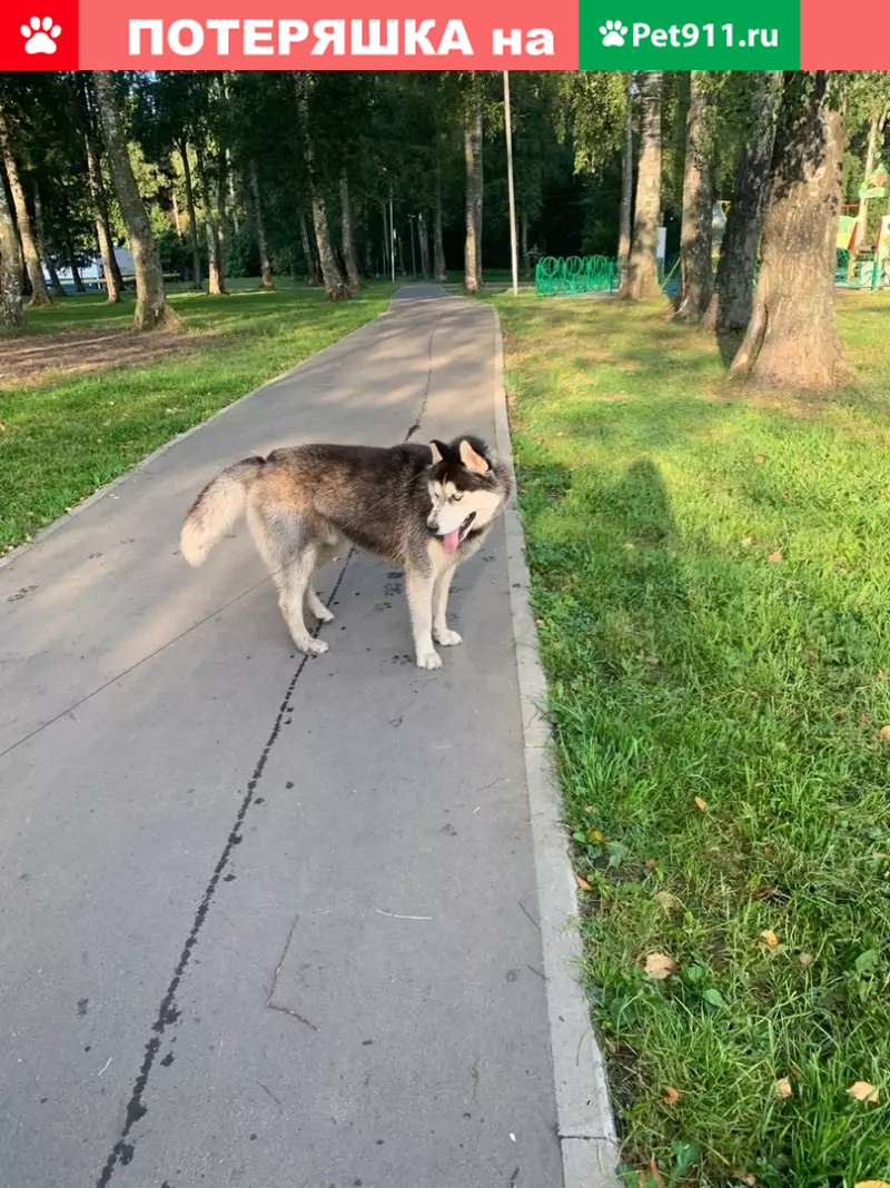 Найден хаски с ошейником в Лобне, ищем хозяина | Pet911.ru