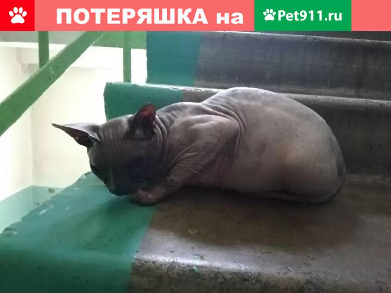 Пропал кот в Нерюнгри, Республика Саха (Якутия)