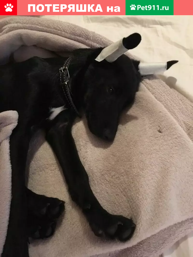 Пропала собака на Чертановской, Москва - photo