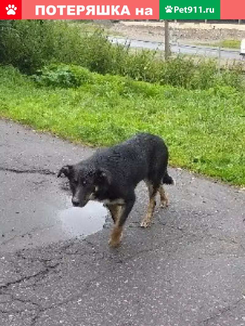 Потерянная собака на ул. Шмидта, Мурманск | Pet911.ru