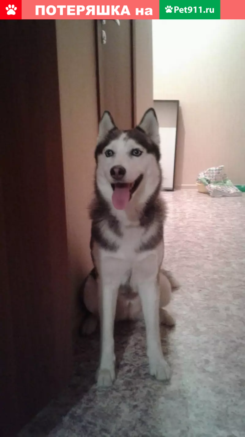 Пропала собака хаска в Москве, Внуково - photo