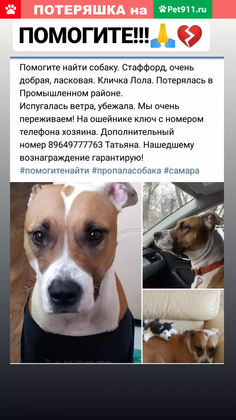 Пропала сука стаффордширского терьера в Промышленном районе, Самара |  Pet911.ru