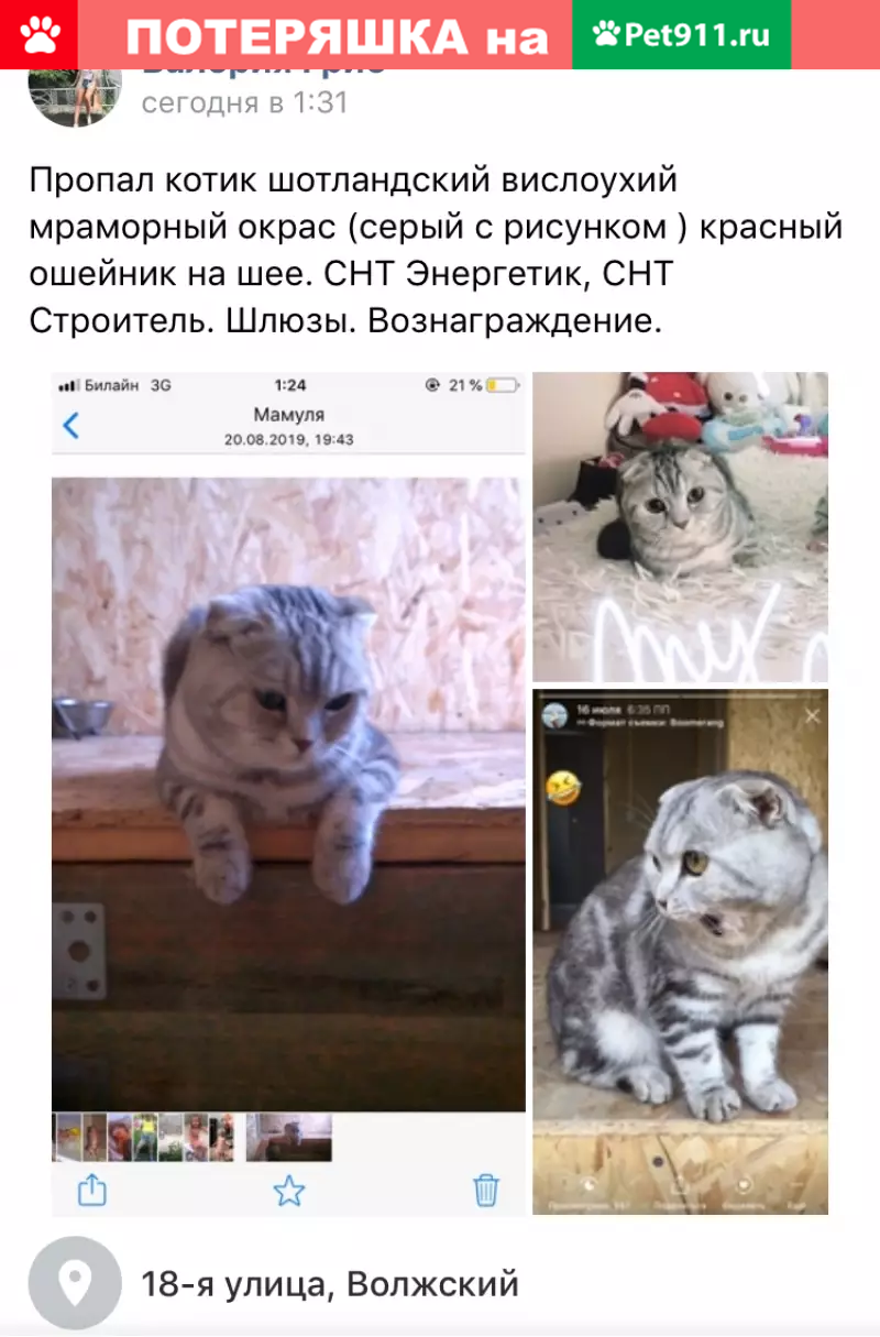 Пропала кошка Бумка в СНТ Шлюзы, Волжский | Pet911.ru