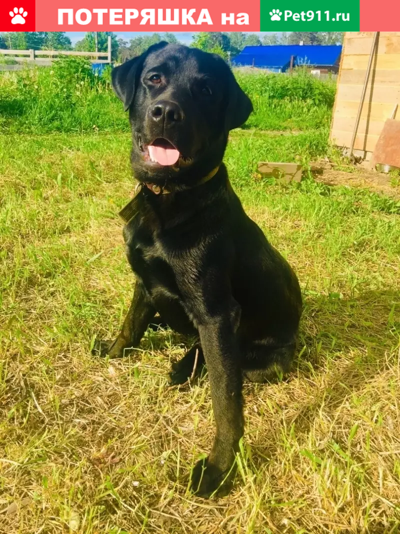 Пропал чёрный лабрадор в Томске (Арз) - photo