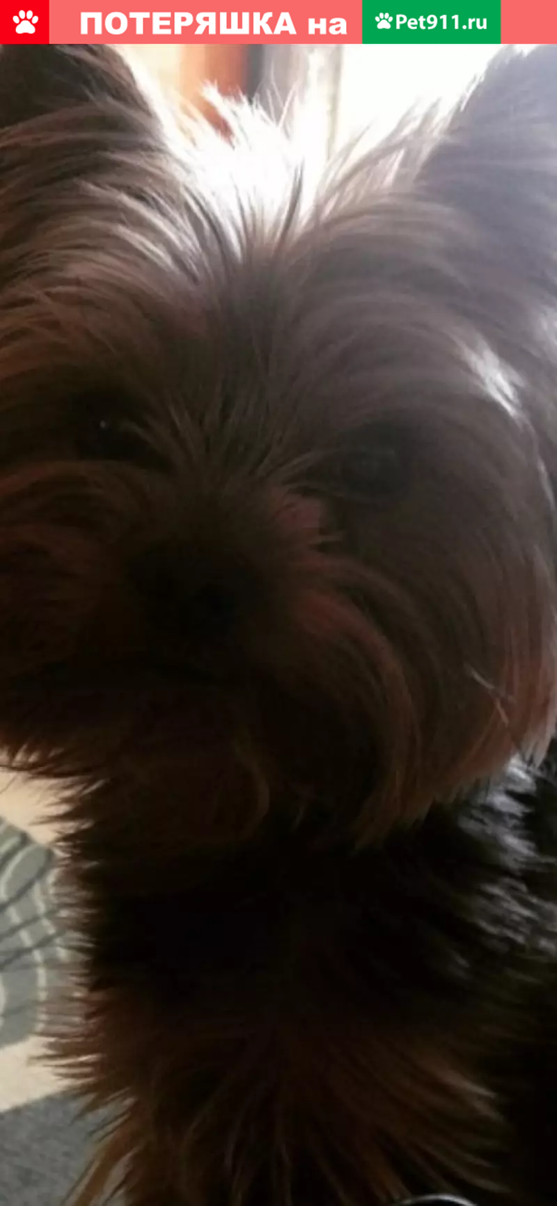 Пропала собака Дэнчик на ул. Скульптора Мухиной, 7. - photo