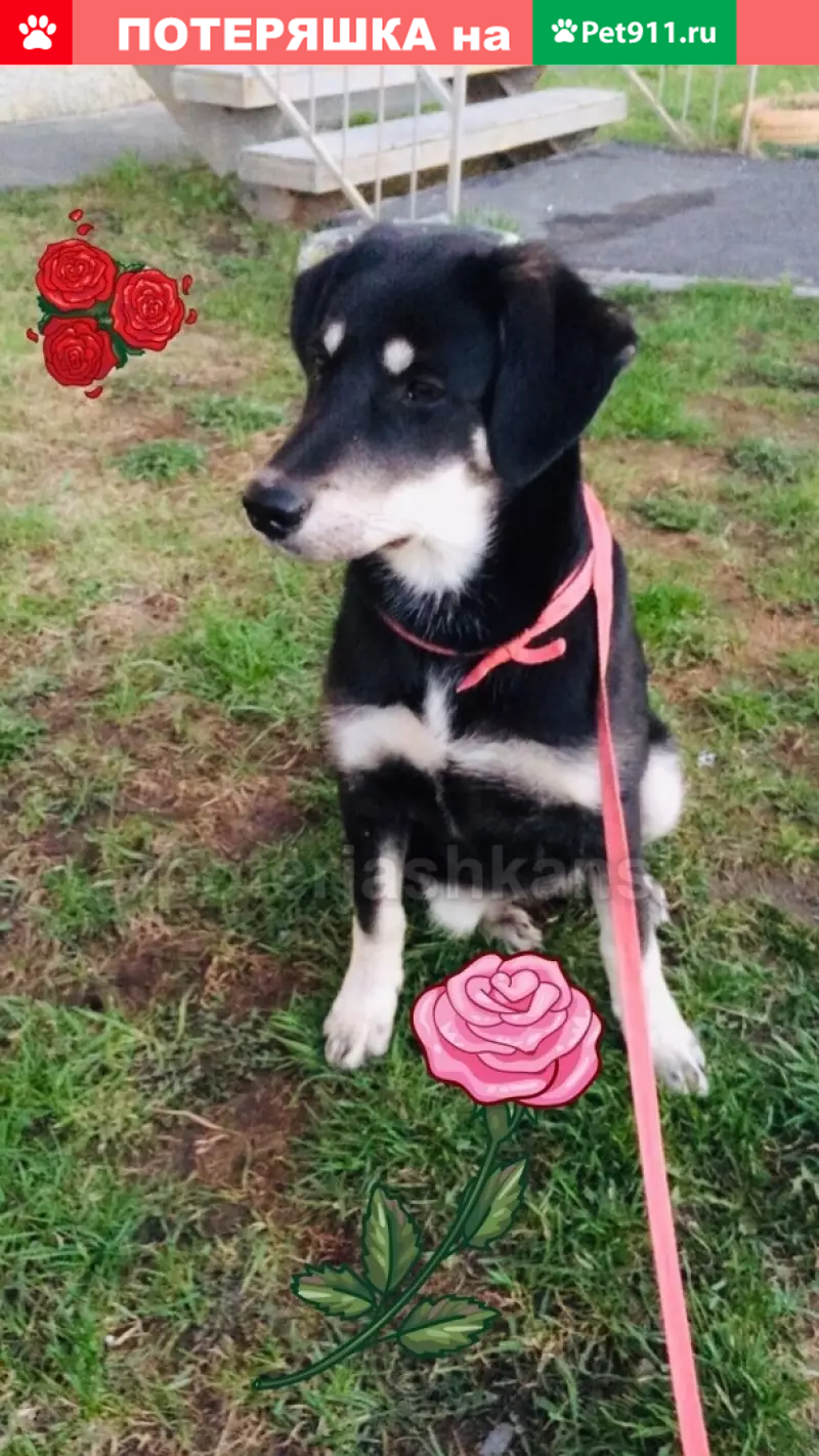 Пропала собака Берта, помогите ее найти! - photo