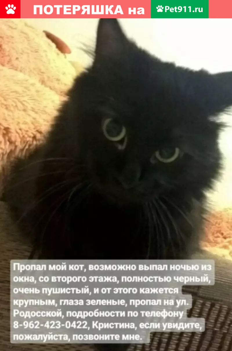 Пропал кот в Ставрополе | Pet911.ru