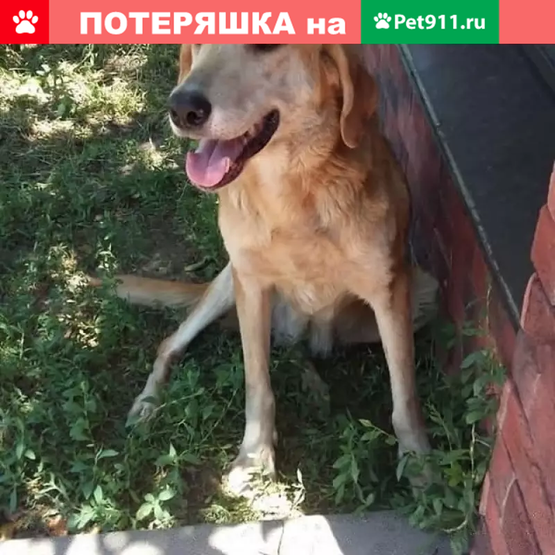 Найдена собака на ул. Крымская, ищем хозяина! - photo