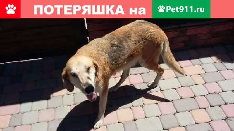 Найдена собака на ул. Крымская, ищем хозяина! - photo 2
