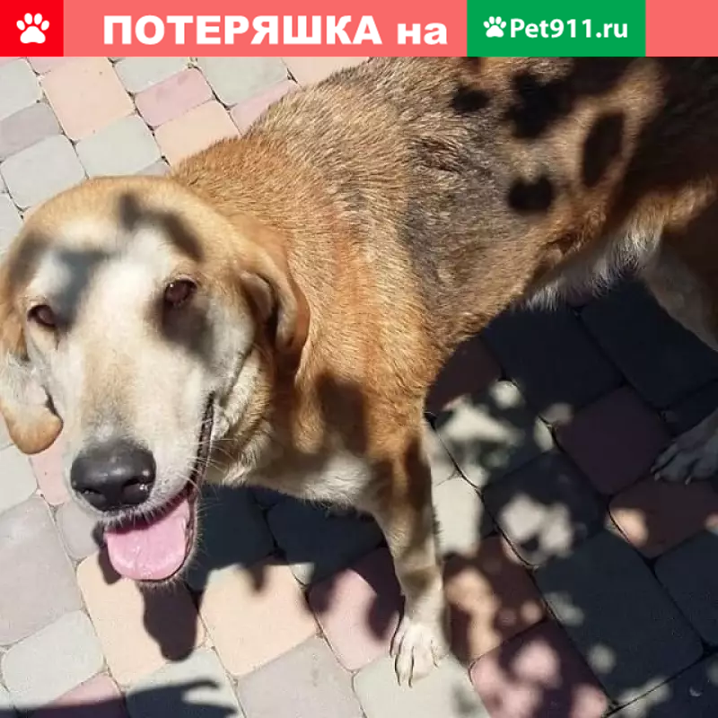 Найдена собака на ул. Крымская, ищем хозяина! - photo 4