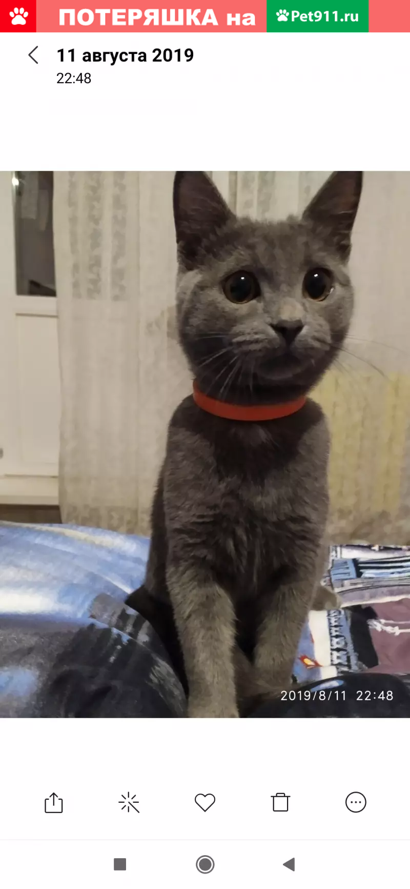 Пропал кот на ул. Рябиновой, Гомель, Беларусь - photo