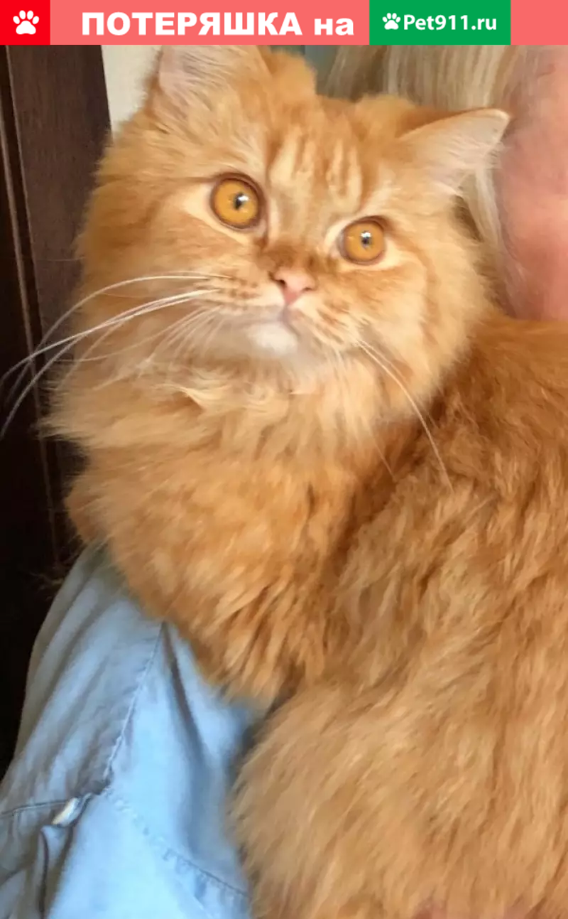 Пропала рыжая кошка на ул. Пограничника Горькавого, СПб - photo