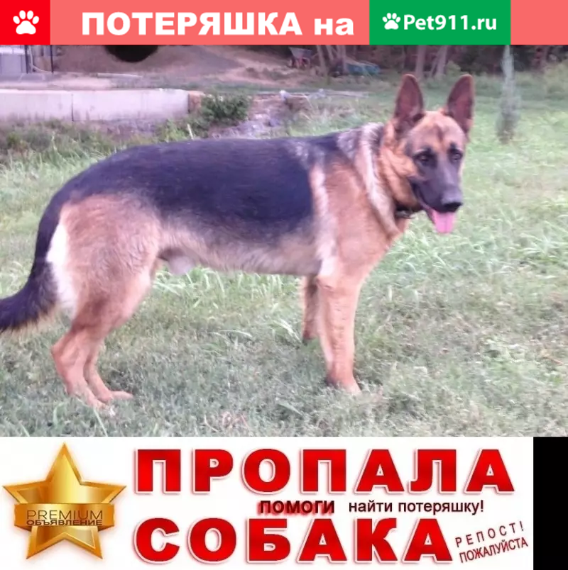 Пропала собака в хуторе Большой Лог, Аксайский район - photo
