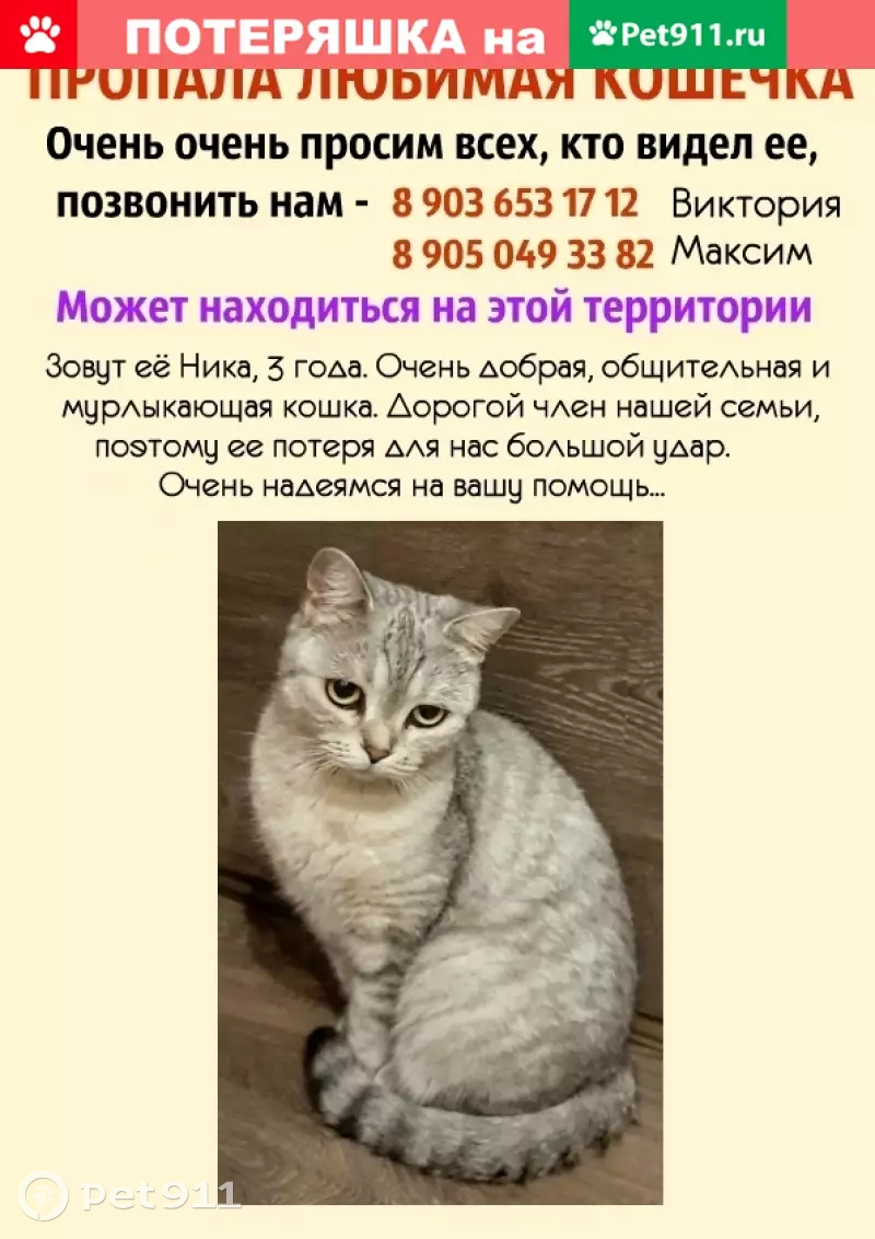 Пропала кошка Ника на ул. Степана Солодовникова (Воронеж) | Pet911.ru