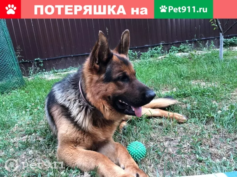 Пропала собака Клеймо в посёлке Развилка. - photo