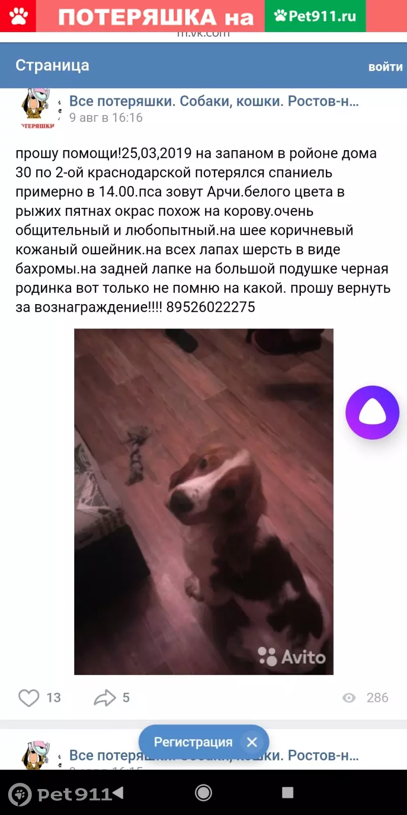 Пропала собака Арчи, ищем любую информацию! | Pet911.ru