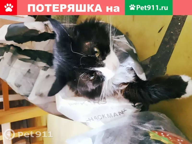 Пропала кошка Никки на ул. Рихарда Зорге, 7 - photo