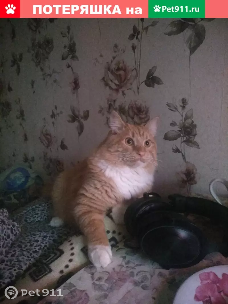 Пропала кошка в Москве, Ташкентский переулок, 1 - photo