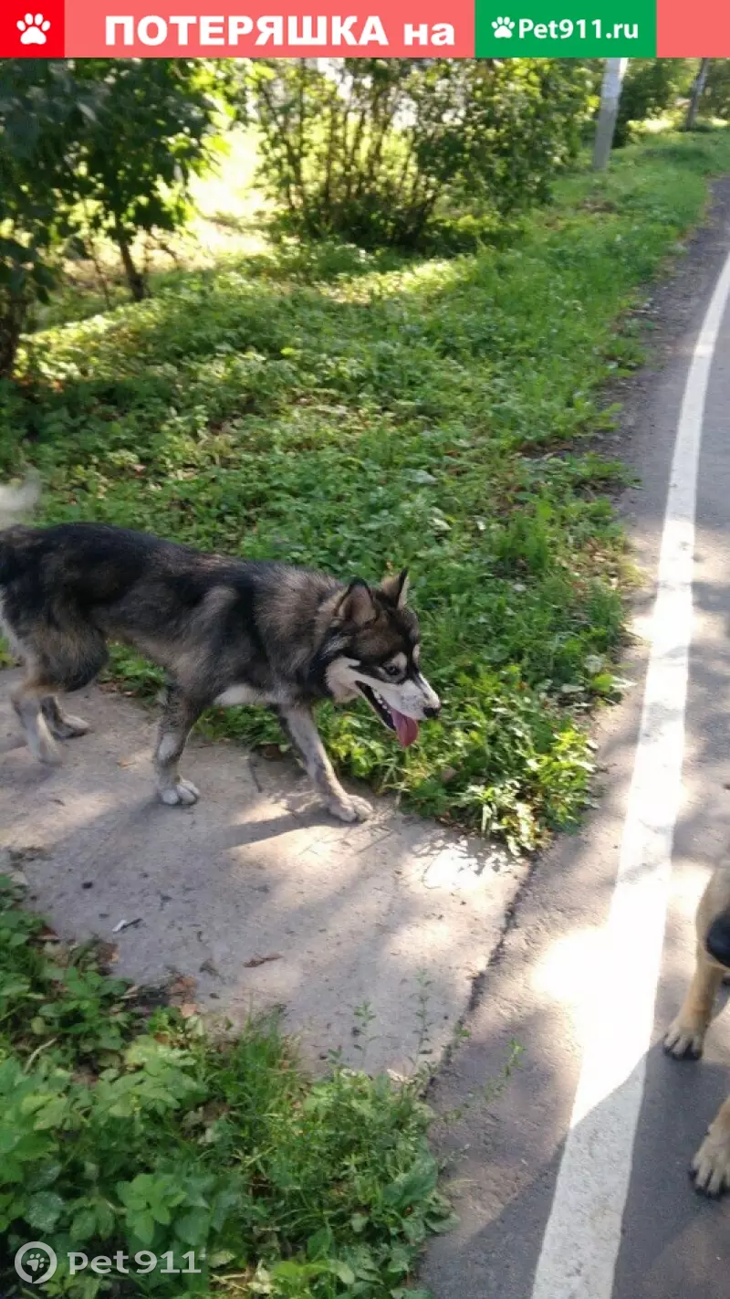 Найден кабель в Балашихе, похож на хаски. | Pet911.ru