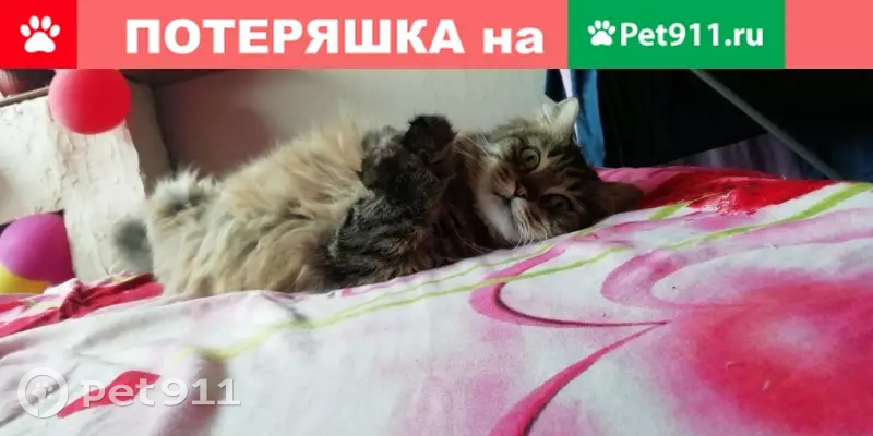 Пропала кошка Моника на ул. Солдата Корзуна, Санкт-Петербург - photo