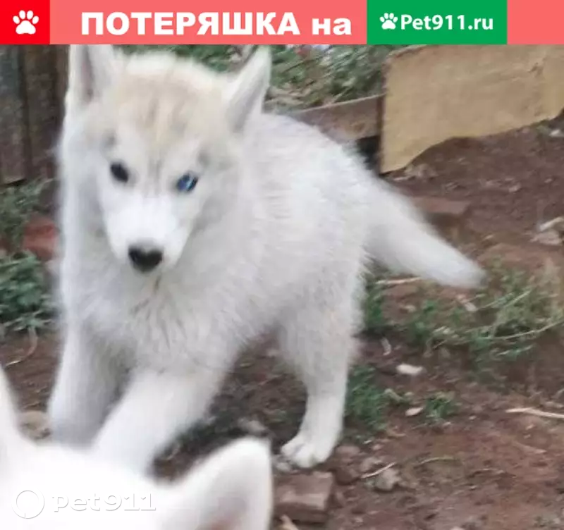Пропала сибирская хаски в Ивановке, Оренбургская обл. - photo