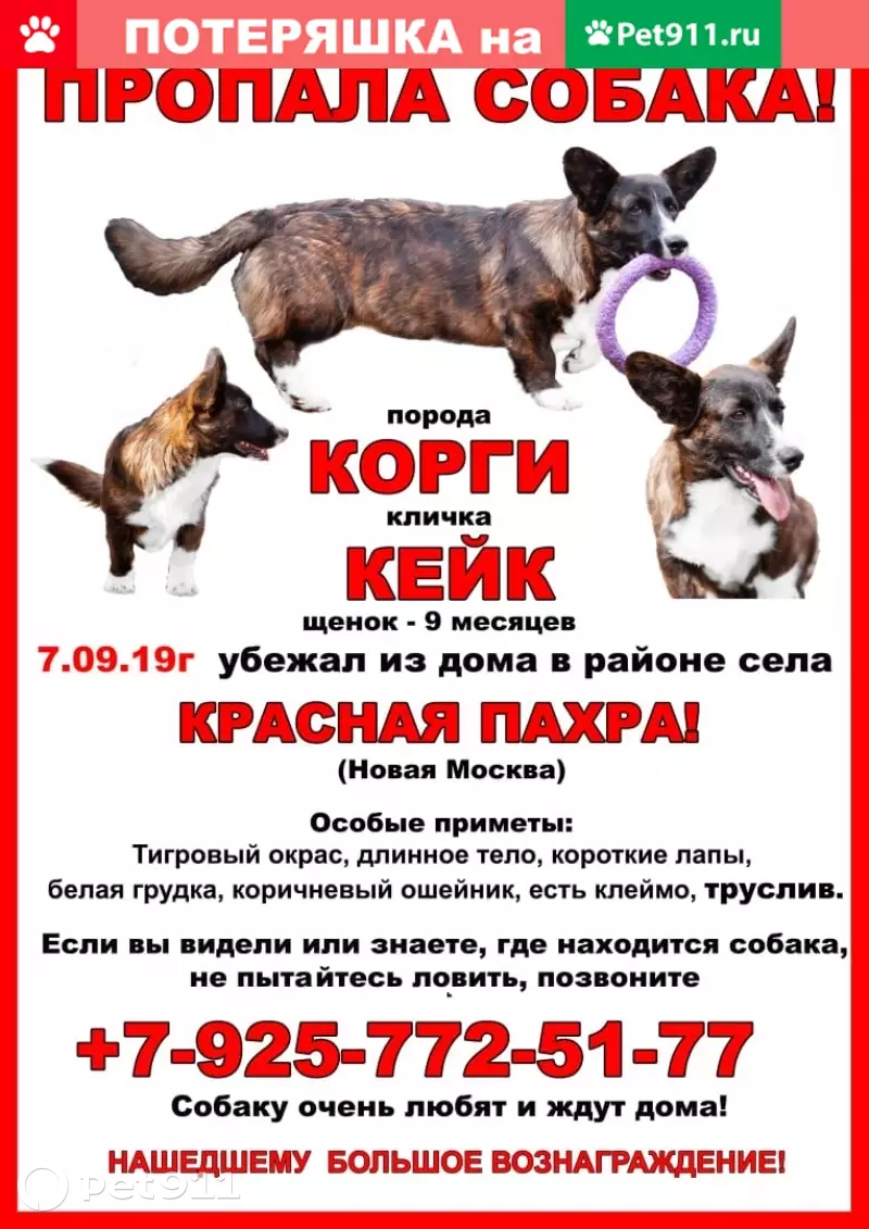 Пропала собака в селе Красная Пахра, вознаграждение гарантируем | Pet911.ru