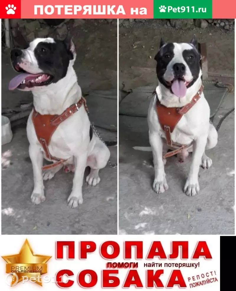 Пропала собака в Шымкенте, вознаграждение. - photo