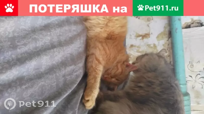 Пропала кошка в Кирове, кличка Рыжик - photo
