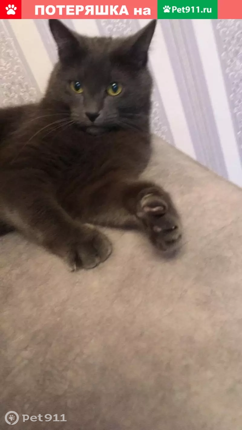 Пропал кот Тиша в Горелово, СПб, СНТ Дружный, 2 линия. - photo
