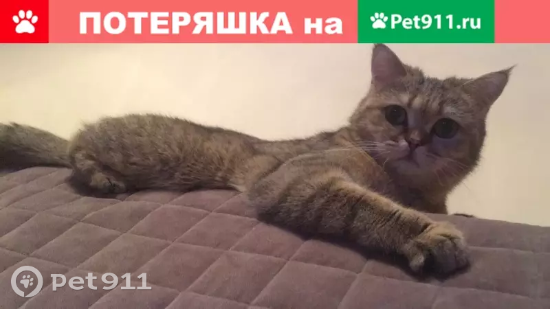 Пропала кошка Долька в Москве (30 символов) - photo