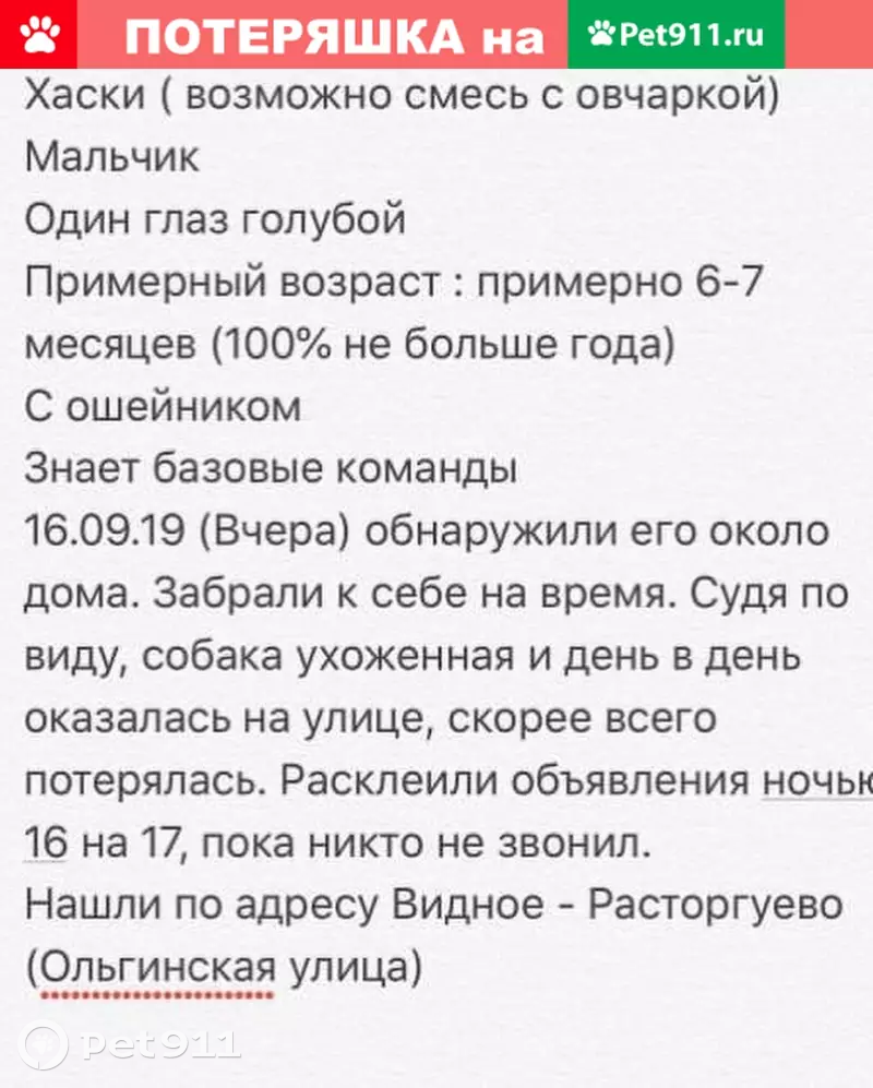 Найдена собака хаски в Видном, обращаться к Саше | Pet911.ru