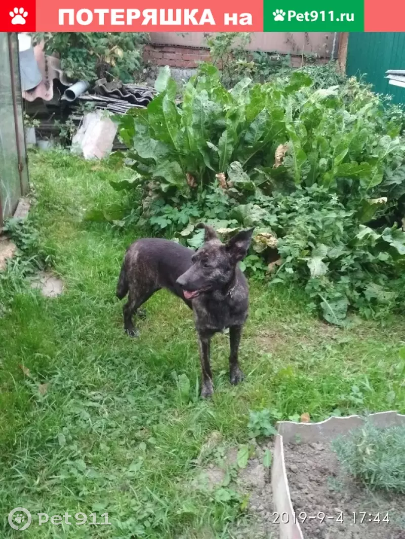 Пропала собака в районе Воронцовского парка, Москва - photo