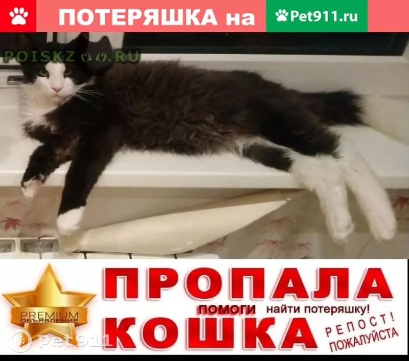 Пропал кот на ул. Старонародной, д. 4, вознаграждение 5000 руб. - photo