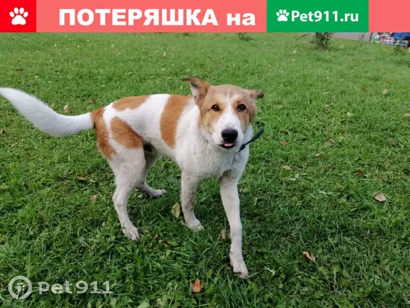 Пропала собака на Варшавском шоссе, номера для связи указаны. - photo