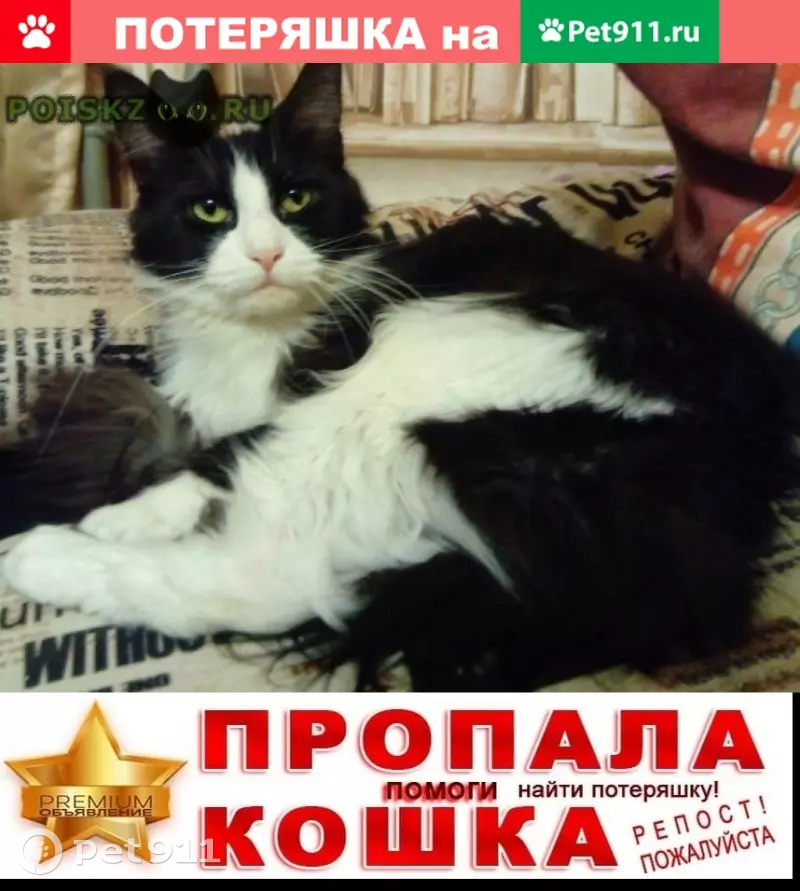 Пропала кошка Вита в Москве. - photo