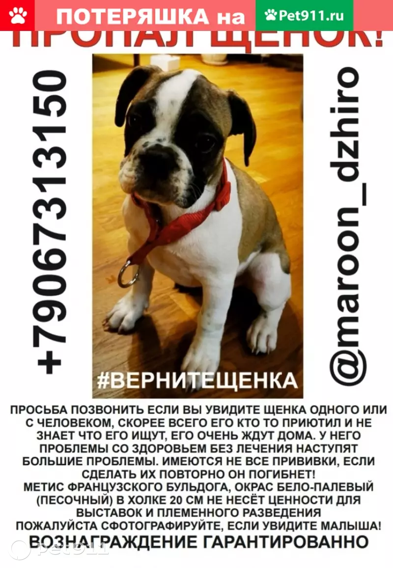 Пропала собака француз Микки, бело-палевый окрас, адрес Москва. | Pet911.ru