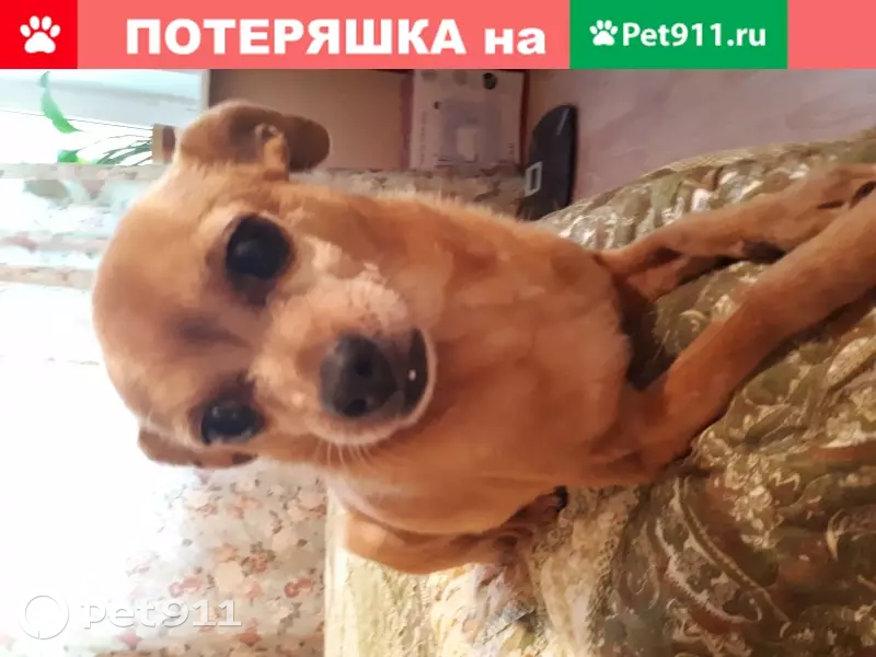 Пропала собака на Большой Очаковской 41 - photo